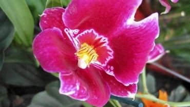 Miltonia 11.03.2003 SKIERNIEWICE GOSPODARSTWO SZKLARNIOWE FIRMY TOMASZEWSKI W SKIERNIEWICACH ROSLINY DONICZKOWE STORCZYK MILTONIA KWIAT FOT PAWEL SLOMCZYNSKI / AGENCJA GAZETA SLOWA KLUCZOWE: KWIATY ROSLINY