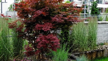 NA PODWYŻSZONEJ RABACIE w zacisznym miejscu rośnie klon palmowy 'Atropurpurea' w towarzystwie kostrzewy, miskantów i bylin. NA PODWYŻSZONEJ RABACIE w zacisznym miejscu rośnie klon palmowy 'Atropurpurea' w towarzystwie kostrzewy, miskantów i bylin.