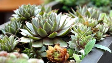 Rojnik murowy znakomicie sprawdza się na słonecznych balkonach. Rojnik murowy znakomicie sprawdza się na słonecznych balkonach.