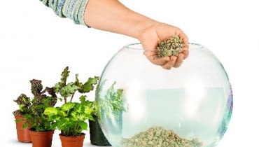 Na dnie naczynia układamy warstwę drenażu, np. z keramzytu lub żwiru. Powinna mieć grubość około 3 cm. Na dnie naczynia układamy warstwę drenażu, np. z keramzytu lub żwiru. Powinna mieć grubość około 3 cm.