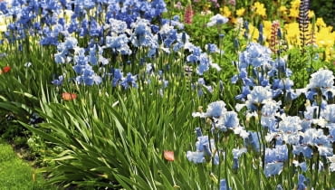 Dzielimy irsy Dzielimy irsy