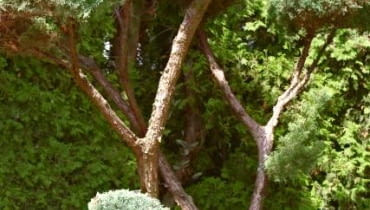 17.08.2006 WOLA MROKOWSKA KOLO TARCZYNA SZKOLKA DRZEW " DOBRY OGROD " AGNIESZKA I JACEK KORDUS