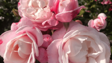 Róża ‘Zelmani’s Dream®’ hod. W. Kordes’ Söhne 2024