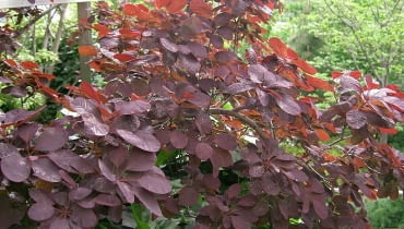 Encyklopedia roślin: Perukowiec podolski  Cotinus coggygria