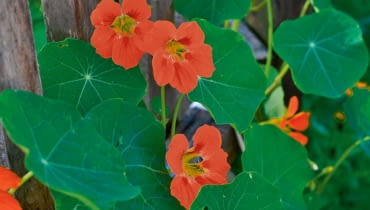 Nasturcja większa. Tropaeolum majus. Nasturcja - to jednoroczne pnącze o  długości około 2 m, które płoży się lub wspina na podpory. Uważana jest za przyprawę, przepadają za nią mszyce, a ślimaki - nie. u>;Gz}5<~`?