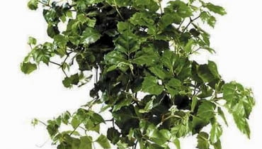 Cissus 04.08.2009 WARSZAWA , DLA CZASOPISMA KWIETNIK CISSUS ROMBOILISTNY ( RHOICISSUS RHOMBOIDEA ) - ROSLINA DONICZKOWA ARANZACJA ANETA KOSIBA FOT. ARKADIUSZ SCICHOCKI / AGENCJA GAZETA PUBLIKACJA KWIETNIK NR 10 (178) - 10 2009 SLOWA KLUCZOWE: ROSLINA ZDJĘCIE DO WKŁADKI: PUBLIKACJA KWIETNIK NR 10 (178) - CZASOPISMA