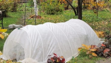 Takim niskim namiotem z agrowłókniny, rozpiętym na pałąkach ochronimy przed mrozem posadzone jesienią byliny i dwuletnie kwiaty - bratki lub dzwonki ogrodowe.