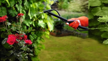 Obserwujemy liście i kwiaty róż, bo w czasie upałów i suszy atakowane są przez różne szkodniki, a przy opadach - przez choroby grzybowe. Wiele odmian jest bardzo wrażliwych i może nawet zginąć. Szybkie wykrycie pierwszych objawów zagrożenia i opryskanie roślin na początku inwazji zwiększa szanse powodzenia.