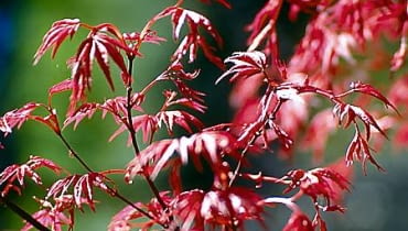 Klon palmowy, odmiana 'Shindeshojo'