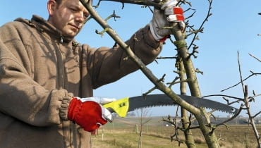 Gałęzie wyrastające pod ostrym kątem wycinamy w miejscu rozwidlenia tuż przy pniu. Gałęzie wyrastające pod ostrym kątem wycinamy w miejscu rozwidlenia tuż przy pniu.
