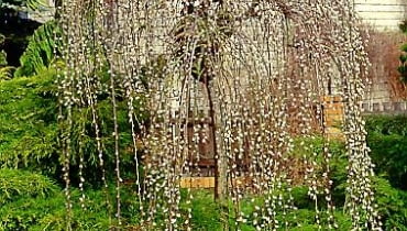 Wierzba iwa (salix caprea) 'Kilmarnock' - odmiana męska, bardzo często mylona z żeńską 'Pendula'. Najpiękniej wygląda w marcu, kiedy obsypana jest złocistymi baziami, które pojawiają się na długo przed liśćmi. Ma ona również ciekawy pokrój. Wierzba iwa (salix caprea) 'Kilmarnock' - odmiana męska, bardzo często mylona z żeńską 'Pendula'. Najpiękniej wygląda w marcu, kiedy obsypana jest złocistymi baziami, które pojawiają się na długo przed liśćmi. Ma ona również ciekawy pokrój.