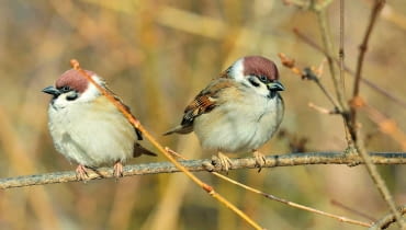 Mazurkom i innym skrzydlatym gościom stołówek należy się uważnie przyglądać. Jeśli są chore, izolujmy od nich nasze ptaki w gospodarstwie. Mazurkom i innym skrzydlatym gościom stołówek należy się uważnie przyglądać. Jeśli są chore, izolujmy od nich nasze ptaki w gospodarstwie.