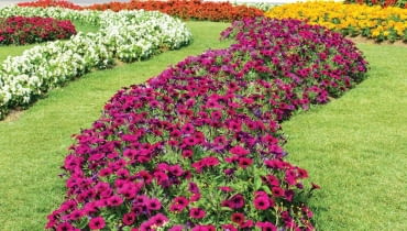 Rzeka z petunii (Petunia) może mieć wiele kolorów. Jest efektowna przez całe lato. Rzeka z petunii (Petunia) może mieć wiele kolorów. Jest efektowna przez całe lato.