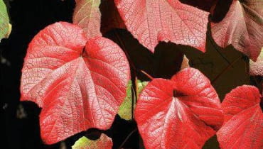 Winorośl japońska wspaniale prezentuje się na pergolach,płotach, altankach SONY DSC