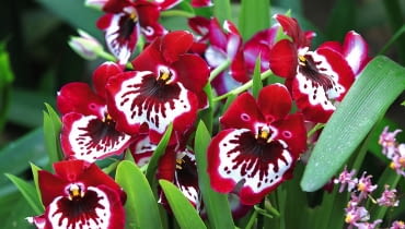 MILTONIA MILTONIA