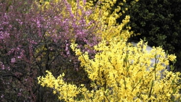 forsycje 01A6QM5N - flower, landscape, spring, season, scene, yellow flower, nature