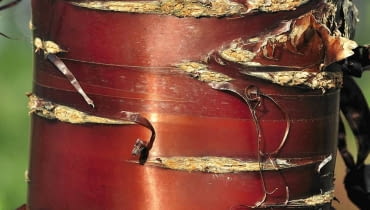 WIŚNIE I ŚLIWY (Prunus) lśnią brunatnoczerwoną korą z poziomymi deseniami. Na starych pniach kora pęka i łuszczy się pasmami. WIŚNIE I ŚLIWY (Prunus) lśnią brunatnoczerwoną korą z poziomymi deseniami. Na starych pniach kora pęka i łuszczy się pasmami.