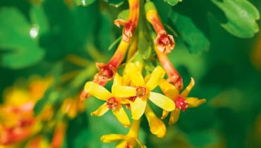Porzeczka złota ma proste lub łukowate gałęzie. Zdobią ją liczne kwiatowe grona o długości 3-5 cm. Porzeczka złota ma proste lub łukowate gałęzie. Zdobią ją liczne kwiatowe grona o długości 3-5 cm.
