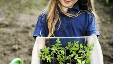 Wysadzamy rozsadę warzyw. Dzień wcześniej rośliny dobrze podlejmy - dzięki temu lepiej się przyjmą. Wysadzamy rozsadę warzyw. Dzień wcześniej rośliny dobrze podlejmy - dzięki temu lepiej się przyjmą.