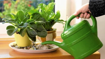 12.10.2006 WARSZAWA DLA KWIETNIK ROSLINA DONICZKOWA ROSLINY DONICZKOWE NAWADNIANIE NAWILZANIE NAWILZAC WILGOC FOT. LUKASZ ZANDECKI / AGENCJA GAZETA