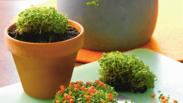 Pflege-Tipp: Korallenmoos vermehren durch Teilen nach dem Abfallen der FrŁchte SLOWA KLUCZOWE: Korallenbeere Korallenbeeren Korallenmoos Pflege Pflege-Tipp Pflegetipp Pflegetipps Topfpflanze Topfpflanzen Vermehren Zimmerpflanze Zimmerpflanzen pflegen <bertopf <bertUpfe Hochformat