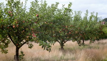 Stara odmiana jabłoni