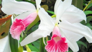 Storczyk katleja. Kwiaty doniczkowe RIO DE JANEIRO , OGROD BOTANICZNY - ROSLINY TROPIKALNE - KATLEJA , STORCZYK , KWIATY FOT. IZABELA ZAWIERUCHA PUBLIKACJA OGRODY NR 11 (151) - 11 2011