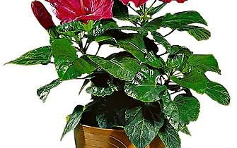 W sprzedaży są róże chińskie skarlane specjalnym preparatem. Po kilku miesiacach przestaje on działać i roślina się rozrasta.