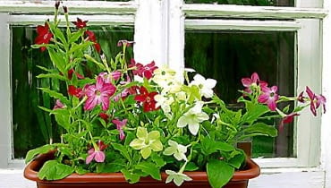 02.06.2003 WARSZAWA DOM PRYWATNY BALKON ROSLINY PACHNACE PACHNACY BALKON FOT PAWEL SLOMCZYNSKI / AGENCJA GAZETA