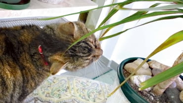 Czy dracena zaszkodzi kotu? Czy dracena zaszkodzi kotu?