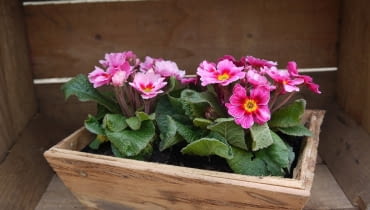 Pierwiosnki w ogrodzie Pierwiosnki w ogrodzie