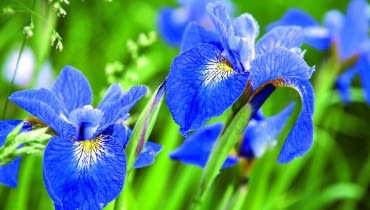 04.06.2007 OGROD - KOLONIA BOROWA KOLO PLOCKA LECH KOMARNICKI - WLASCICIEL , HODOWCA IRYSY BEZBRODKOWE FOT. MICHAL MUTOR / AGENCJA GAZETA