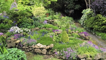 Rabata sklana Petit jardin de rocaille au printemps, bordE d'un muret de pierres sËches non appareillEes. Ajuga, Corydalis, aubriËtes, muscaris, Iberis, jacinthes sauvages. SLOWA KLUCZOWE: Beetbegrenzung Corydalis felsig Fr´hling Fr´hlingsgarten Garten Glockenblume Hyazinthe Lerchensporn Stein Steingarten Trockenstein Trockensteinmauer Ziergarten