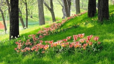 Pasy tulipanów i narcyzów s