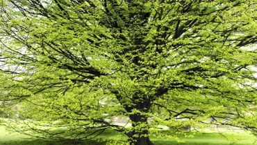 Grab - Jest tak rozpowszechniony, że prawie go nie zauważamy - w polskim krajobrazie to stały bywalec nizinnych lasów liściastych grab