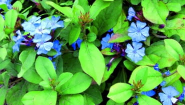 7AF9TPM plumbago (Ceratostigma plumbaginoides), blooming