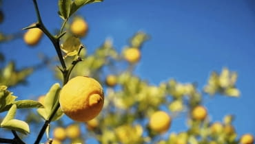 Należąca do rodzaju poncyria pomarańcza trójlistkowa (Poncyrius trifoliata) znosi lekkie zimy i może rosnąć w gruncie w najcieplejszych rejonach kraju. Należąca do rodzaju poncyria pomarańcza trójlistkowa (Poncyrius trifoliata) znosi lekkie zimy i może rosnąć w gruncie w najcieplejszych rejonach kraju.