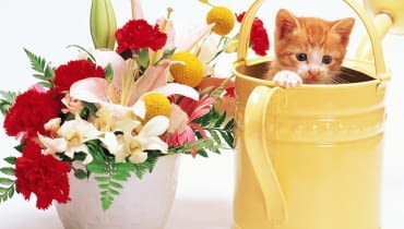 Konewka do podlewania kwiatów. Konewka do podlewania kwiatów.