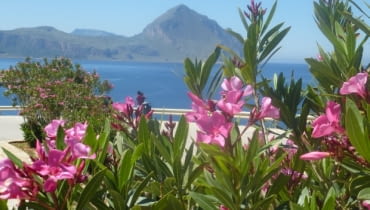 Oleandry na Sycylii są niemal wszędzie - w każdym razie na wybrzeżu. W przydomowych ogródkach pełnią funkcję żywopłotu, wzdłuż dróg tworzą ukwiecone barwne szpalery. To za ich sprawą urokliwe krajobrazy wyspy zachwycają jeszcze bardziej. Ewa Czaczkowska-Sold sycylia