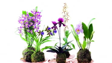 Katleja (Cattleya) ma kwiaty o średnicy od 3 do 15 cm. Drobnokwiatowe odmiany kwitną najdłużej (2-3 miesiące). Lubi wilgoć, zimuje w temp. 8-15°C. Brassia (Brassia) 'Painter Big Spider' kwitnie co roku, jeśli od września do grudnia w dzień stoi w temperaturze 18-22°C, a w nocy 13-15°C. Sabotek (Paphiopedilum) tworzy kwiaty o wysokości 30 cm, a ich dolny płatek ma kształt bucika. Po kwitnieniu rozetka liści zamiera, ale od razu rozwija się nowa. Zygopetalum (Zygopetalum) dorasta do pół metra wysokości. Ma pachnące kwiaty o średnicy do 9 cm. Nie lubi zraszania - często moczone liście gniją. Dendrobium szlachetne (Dendrobium nobile) i na młodych, i na starych pędach tworzy obfitość kwiatów, jeżeli od czerwca do października stoi pod 'chmurką', a od września jest też chronione przed deszczem. Katleja (Cattleya) ma kwiaty o średnicy od 3 do 15 cm. Drobnokwiatowe odmiany kwitną najdłużej (2-3 miesiące). Lubi wilgoć, zimuje w temp. 8-15°C. Brassia (Brassia) 'Painter Big Spider' kwitnie co roku, jeśli od września do grudnia w dzień stoi w temperaturze 18-22°C, a w nocy 13-15°C. Sabotek (Paphiopedilum) tworzy kwiaty o wysokości 30 cm, a ich dolny płatek ma kształt bucika. Po kwitnieniu rozetka liści zamiera, ale od razu rozwija się nowa. Zygopetalum (Zygopetalum) dorasta do pół metra wysokości. Ma pachnące kwiaty o średnicy do 9 cm. Nie lubi zraszania - często moczone liście gniją. Dendrobium szlachetne (Dendrobium nobile) i na młodych, i na starych pędach tworzy obfitość kwiatów, jeżeli od czerwca do października stoi pod 'chmurką', a od września jest też chronione przed deszczem.