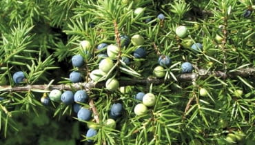 Jagody jałowca pospolitego dojrzewają w ciągu dwóch, trzech lat i nabierają granatowoczarnej, przydymionej barwy Jagody jałowca pospolitego dojrzewają w ciągu dwóch, trzech lat i nabierają granatowoczarnej, przydymionej barwy