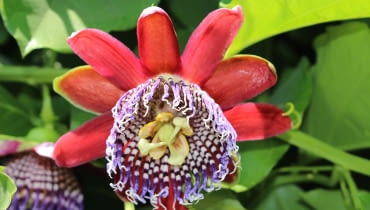 Passiflora Quadrangularis