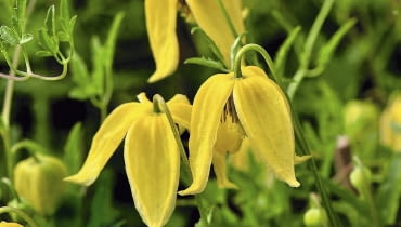 U progu lata rozchylają się płatki pierwszych kwiatów. Na zdjęciu odmiana 'Lambton Park'.