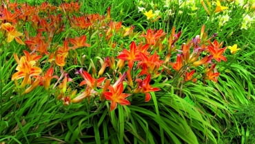 W wojsławickiej kolekcji liliowców z polskim rodowodem najwięcej jest mieszańców brata Stefana Franczaka. Posadzono je w porządku alfabetycznym. W wojsławickiej kolekcji liliowców z polskim rodowodem najwięcej jest mieszańców brata Stefana Franczaka. Posadzono je w porządku alfabetycznym.