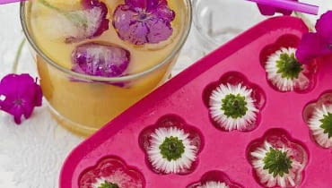 LODOWE KWIATKI Przepis na kwiatowe kostki lodu jest prosty. Wystarczy ułożyć główki kwiatów (tutaj stokrotek i floksów) w naczyniu do wytwarzania kostek lodu, zalać je wodą i wstawić do zamrażarki. Jest jeden warunek: kwiaty muszą być jadalne! Eiswürfelschalen mit eingefrorenen Blüten SLOWA KLUCZOWE: Bellis perennis Blume Dekoration Drink Eis Eiswürfel Essen Essen und Trinken Fest floral Florales Food Gänseblume Garten Gastlichkeit Sommer Sommerdrink Sommerfest sommerlich Sommertisch Tageslicht Tausendschönchen Tisch weiß *** Local Caption *** 00617555