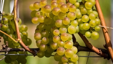 Winorosl odmiana o białych winogronach Wikimedia Commons