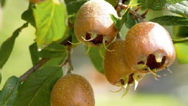 Rdzawozłote owoce nieszpułki zachwyciły swoją urodą holenderskiego malarza XVII wieku Adriaena Coorte. Rdzawozłote owoce nieszpułki zachwyciły swoją urodą holenderskiego malarza XVII wieku Adriaena Coorte.