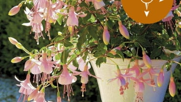 Fuksja Shadow Dancer Improved Rosella Fuksja Shadow Dancer Improved Rosella