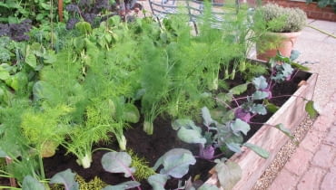 Warzywnik w podniesionej rabacie ułatwia utrzymanie porządku w ogrodzie ogród, warzywnik, podniesiona rabata, podwyższona grządka