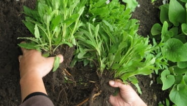 Dzielenie, rozmnażanie bylin. Wykopaną kępę rozdzielamy ręcznie, szpadlem lub sekatorem kępę rozdzielamy ręcznie, szpadlem lub sekatorem